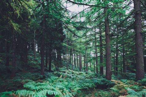 forest pictures aesthetic|aesthetic forest wallpaper 4k.